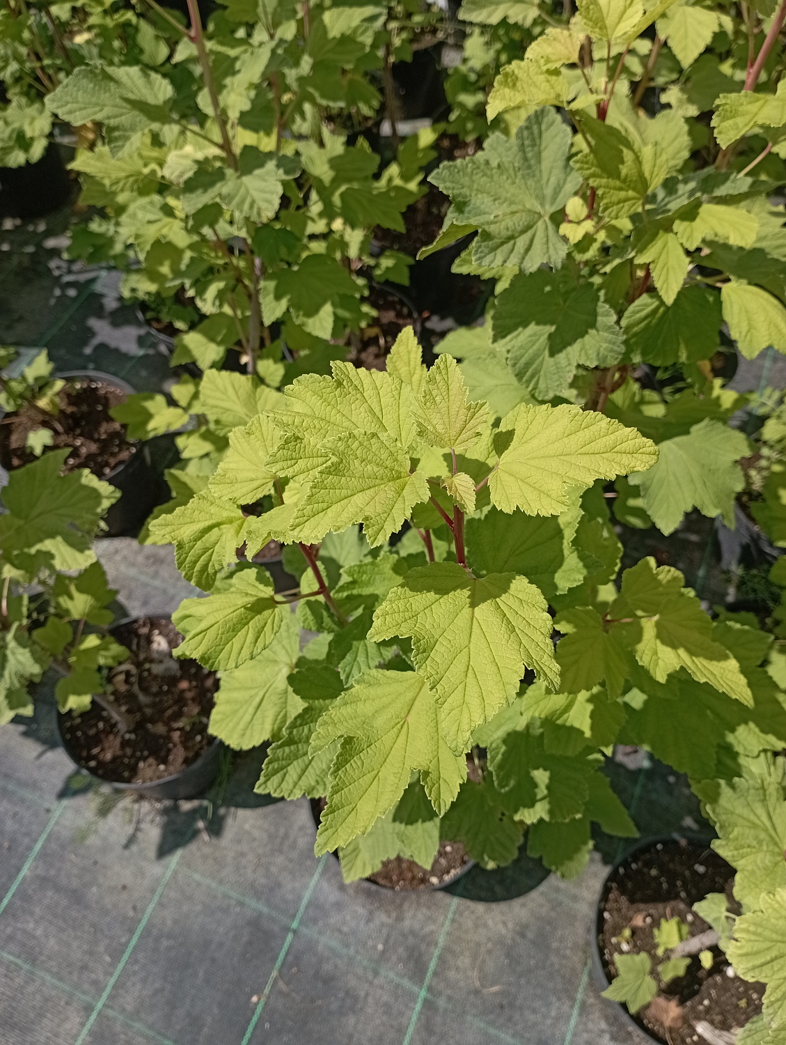 Смородина белая Баяна