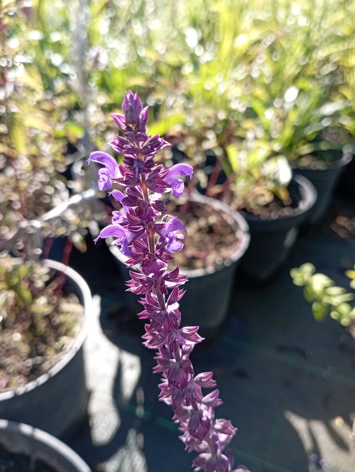 Шалфей дубравный