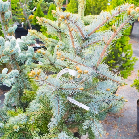 Ель колючая "Хупси" / Picea pungens "Hoopsii"