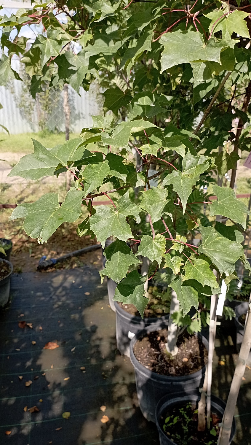 Клён веерный Ample Surprise