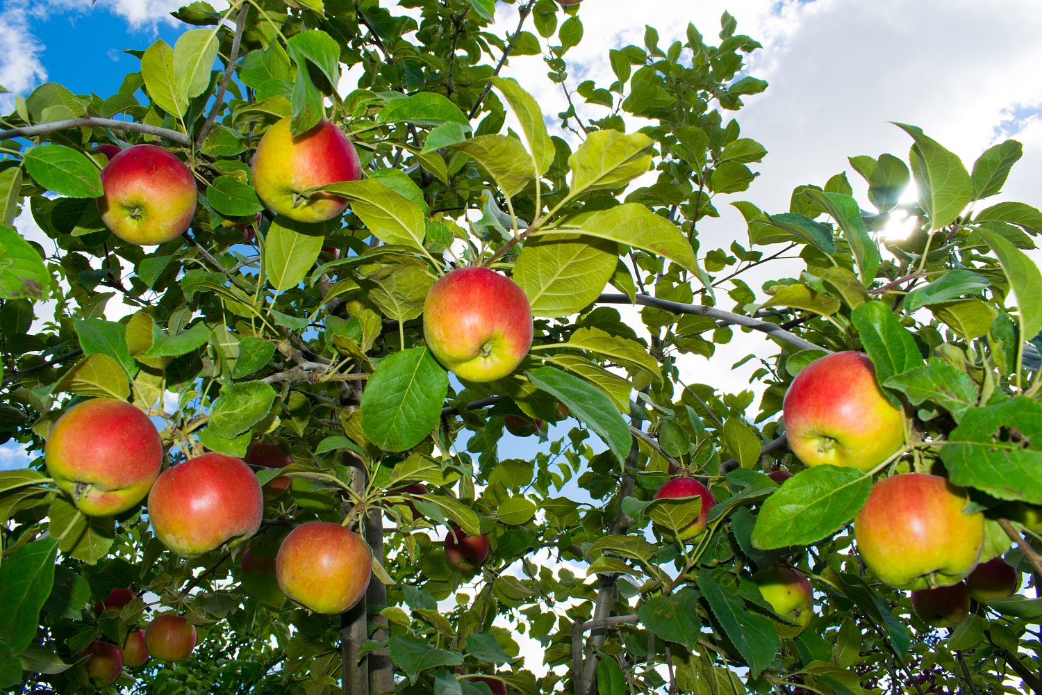 Яблоня «Имрус»