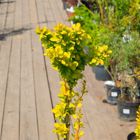 Барбарис тунберга "Maria" (Мария)