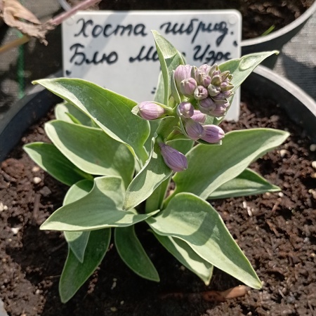 Хоста гибридная "Blue Mouse Ears" (Блю Маус Иэрс)