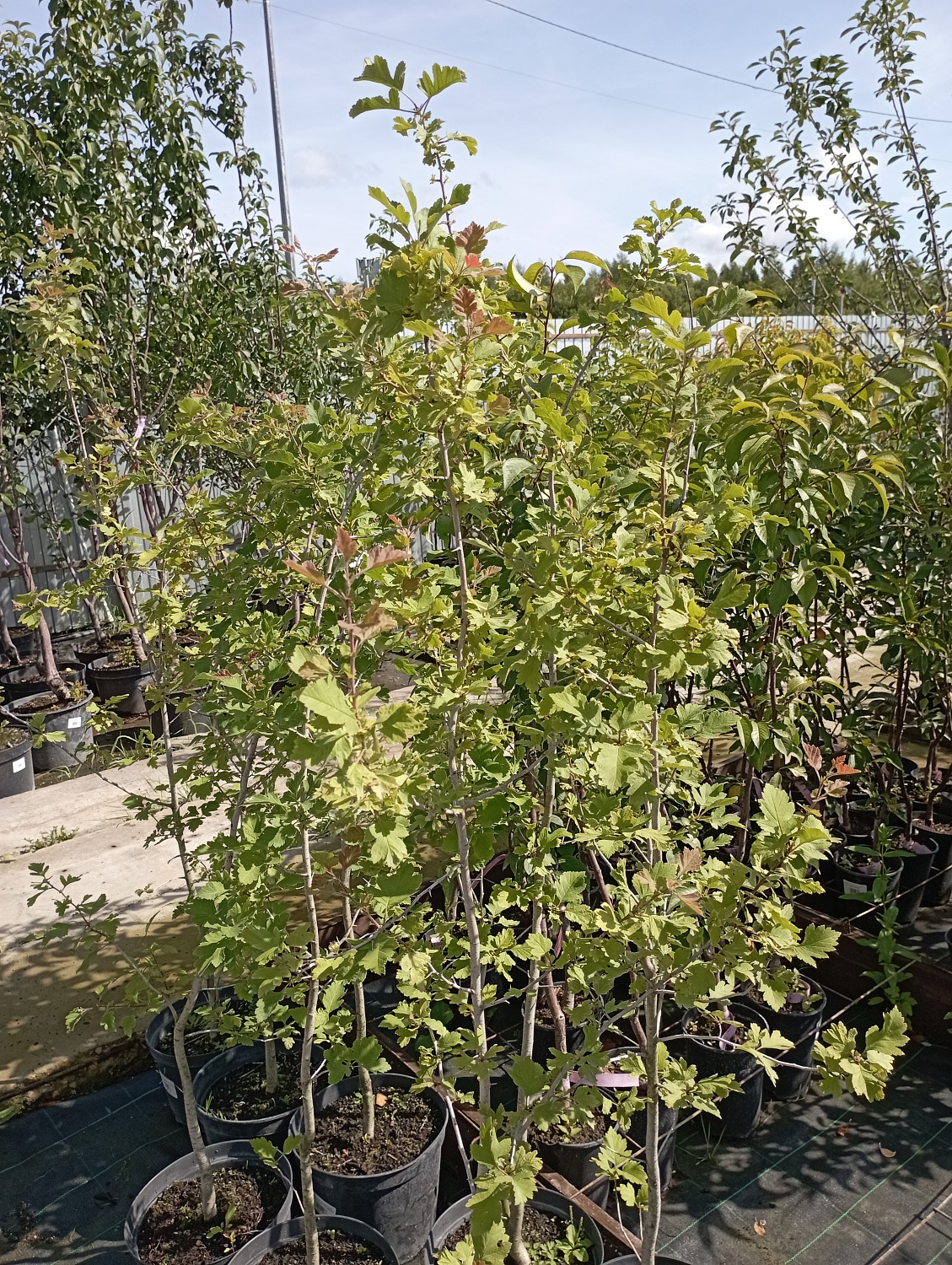 Боярышник зеленомясый черноплодный 