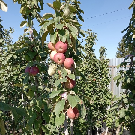 Яблоня колонновидная "Московское ожерелье"