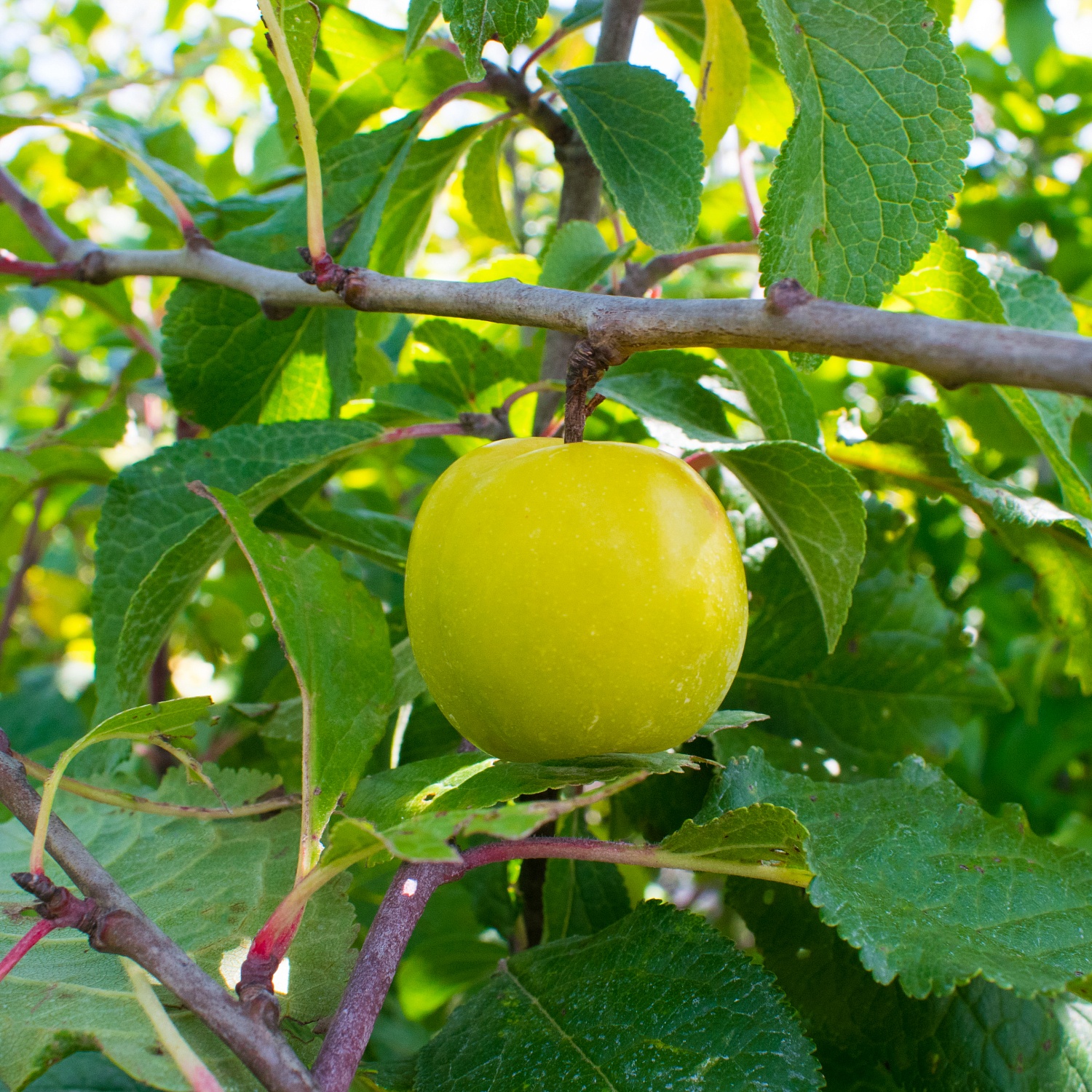 Наступает новый дачный сезон - а это прекрасное время для посадки саженцев плодовых растений