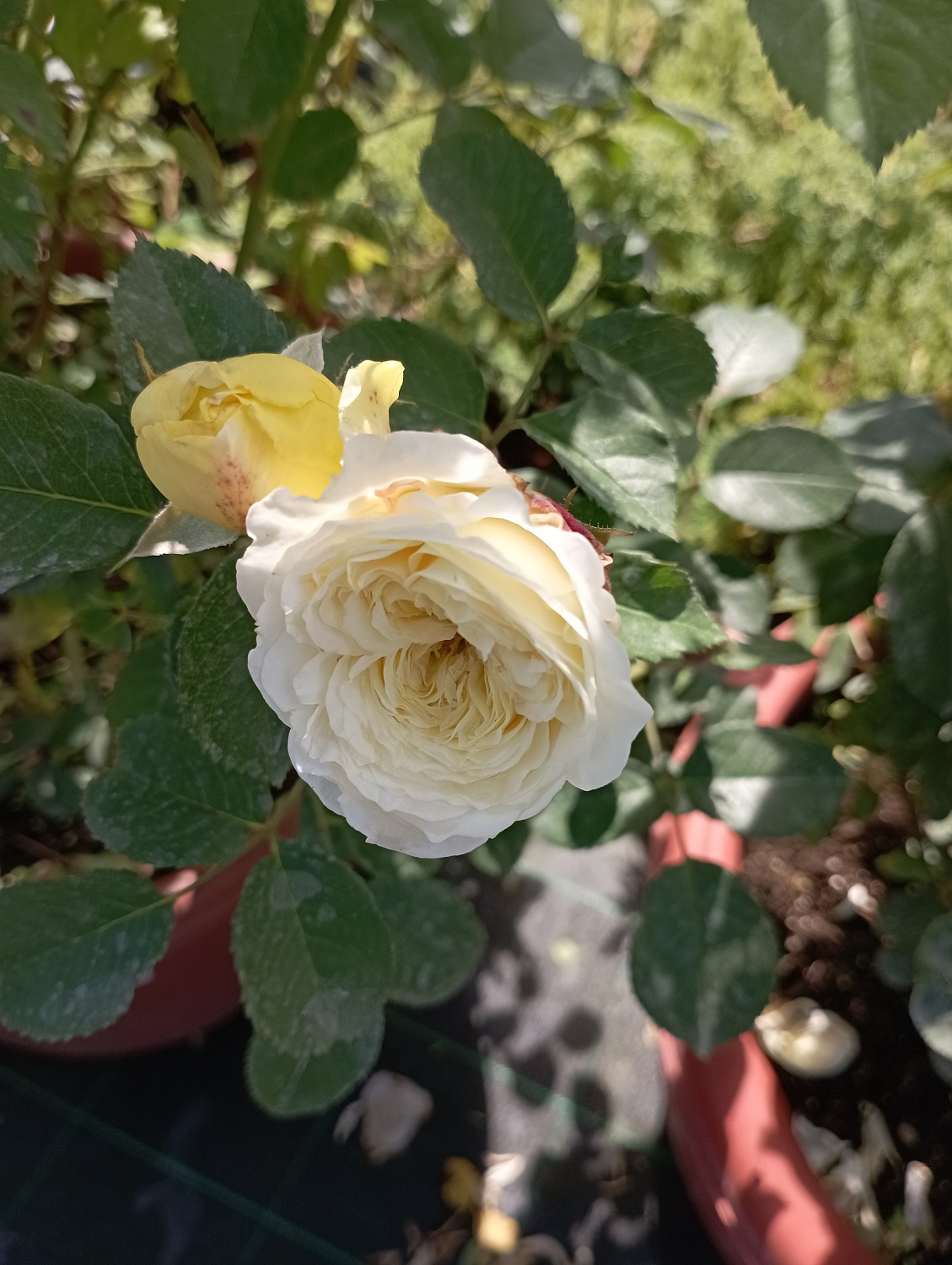 Роза английская "Зе Пилгрим" (The Pilgrim) 