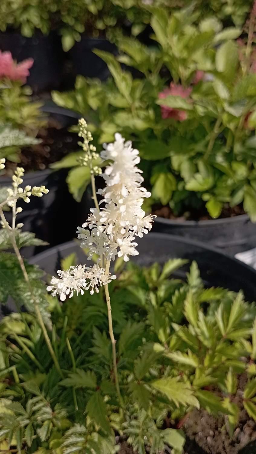 Астильба "Deutschland" (Дойчланд)