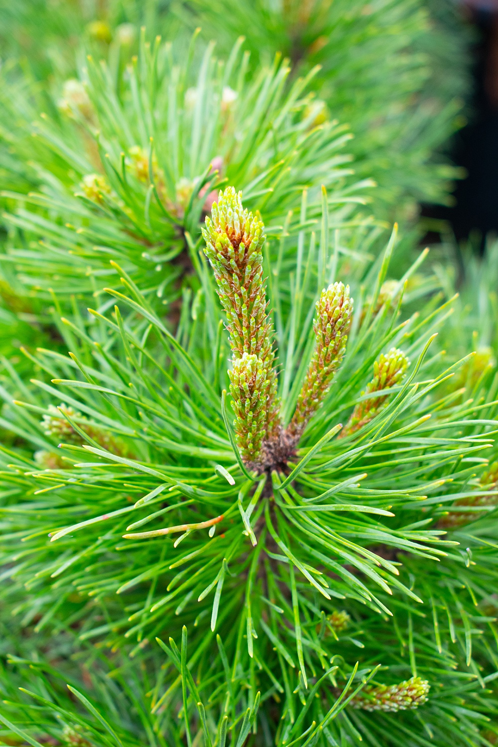 Сосна горная