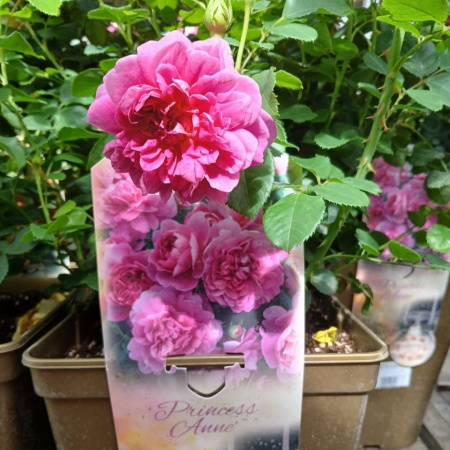 Роза английская "Принцесса Анна" ( Princess Anne)