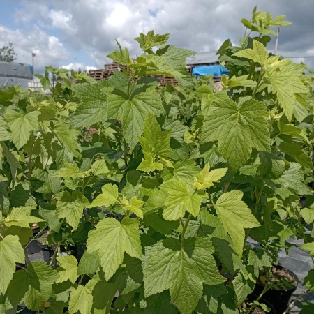 Смородина "Изумрудное ожерелье"