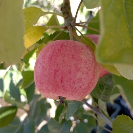 Яблоня "Серебряное копытце"