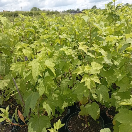 Смородина черная «Селеченская»