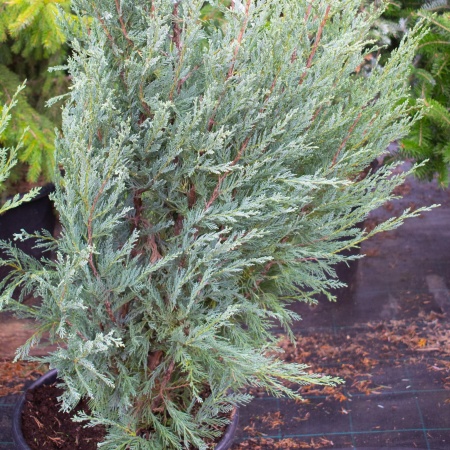 Можжевельник Moonglow