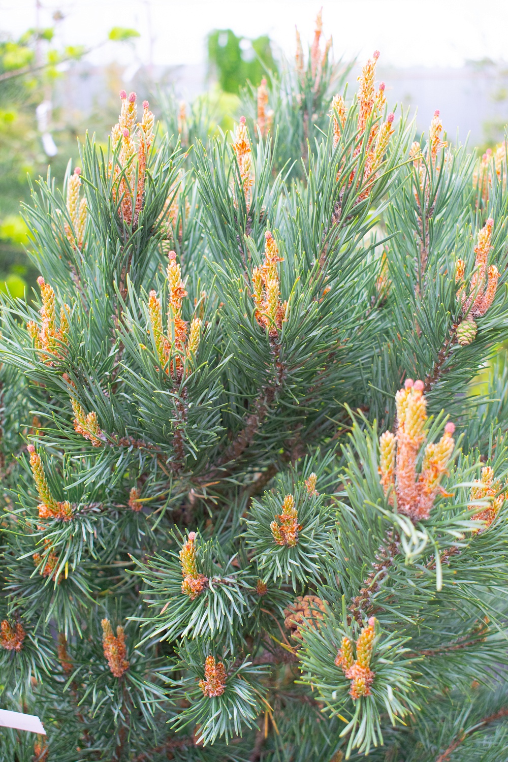 Сосна обыкновенная "Ватерери" / Pinus sylvestris "Watereri"