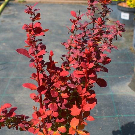 Барбарис тунберга "Orange Rocket " (Оранж Рокет)