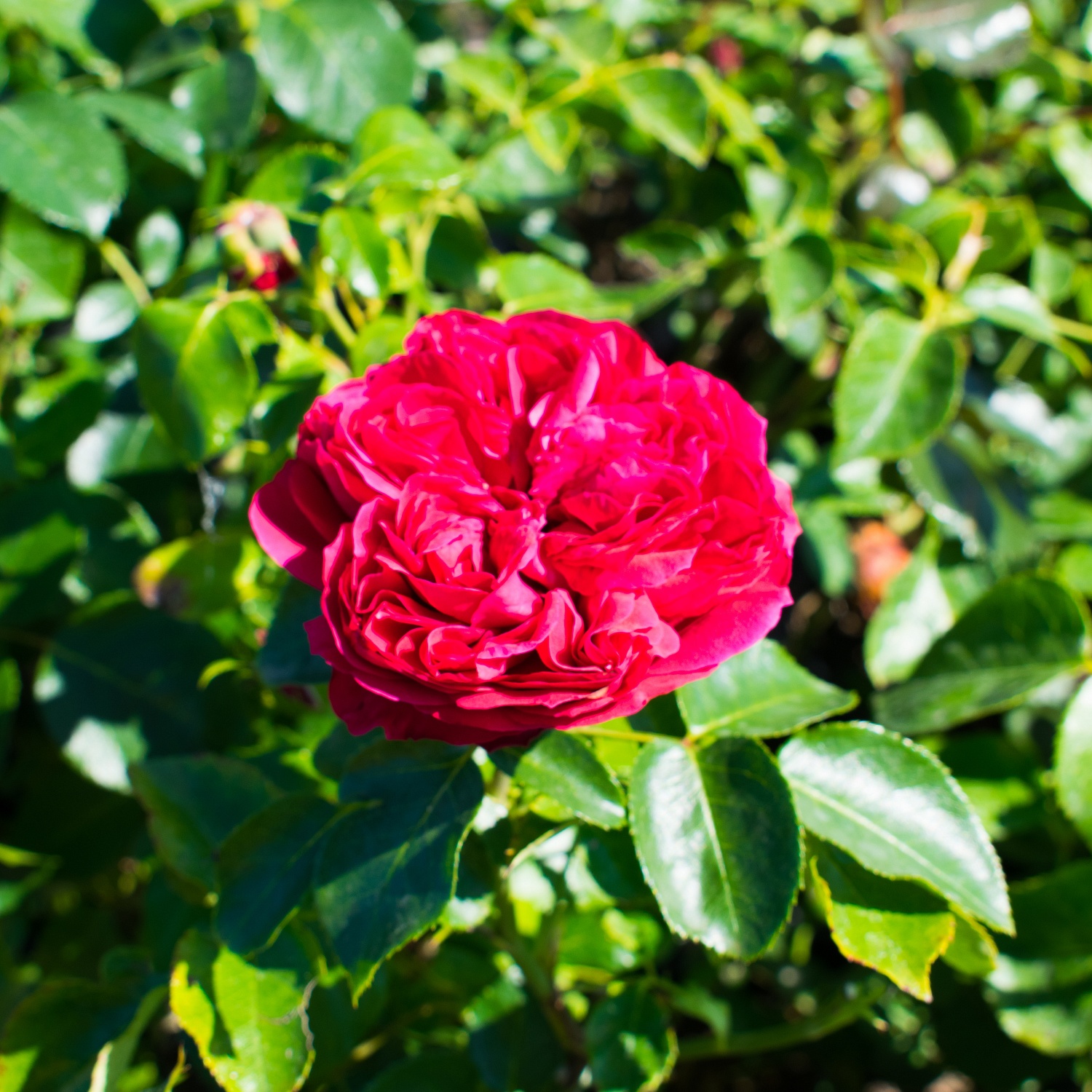 Розы красные… Розы прекрасные…. Или 200 сортов кустовых роз, которые могут украсить ваш сад и вашу жизнь! Розы красные… Розы прекрасные…. Или 200 сортов кустовых роз, которые могут украсить ваш сад и вашу жизнь!