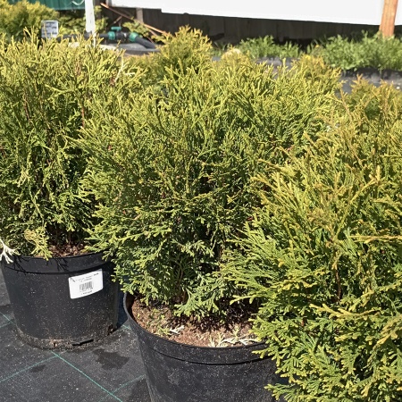 Туя западная "Хозери" / Thuja occidentalis Hoseri