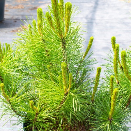 Сосна горная "Pumilio"