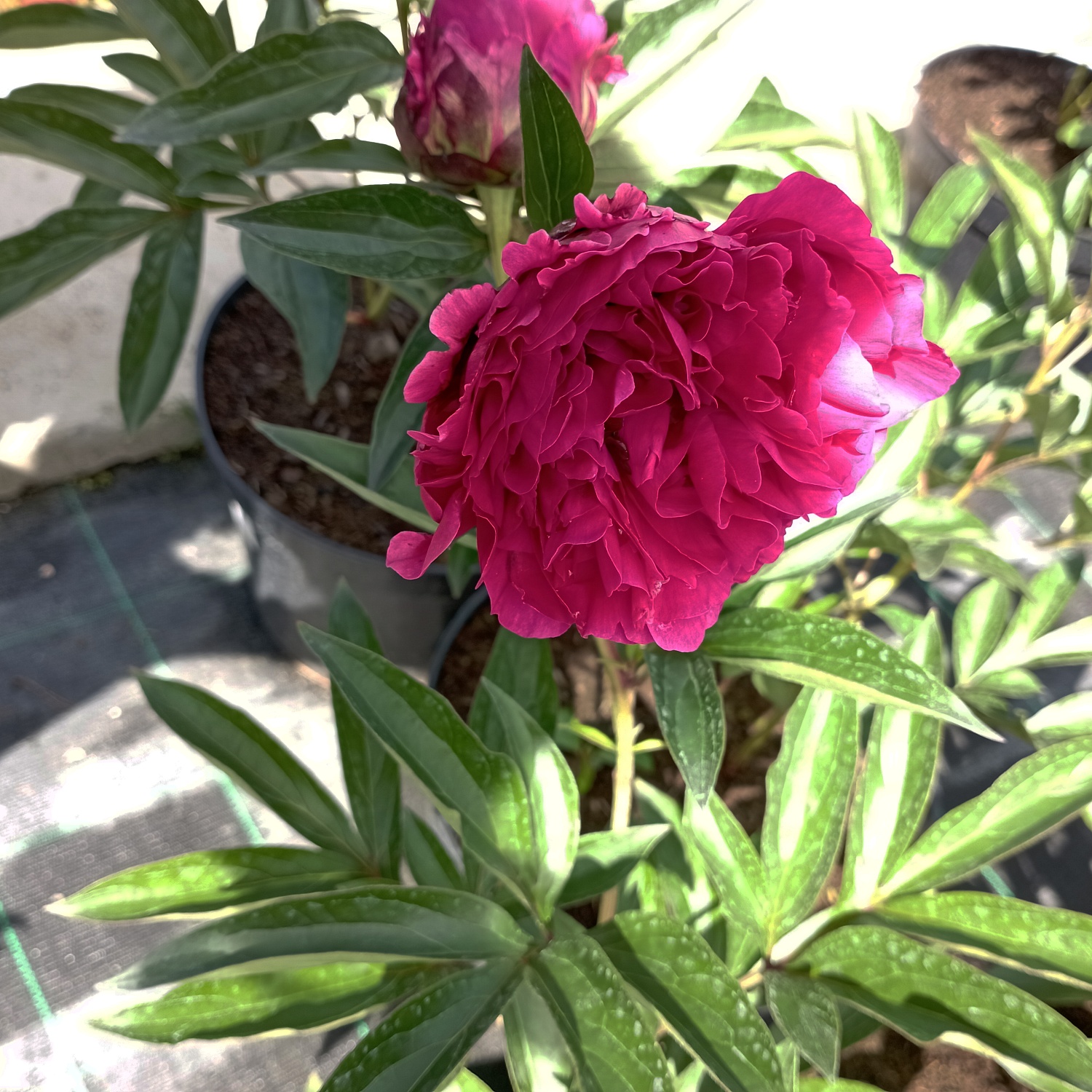 Пион молочноцветковый "Kansas" (Канзас)