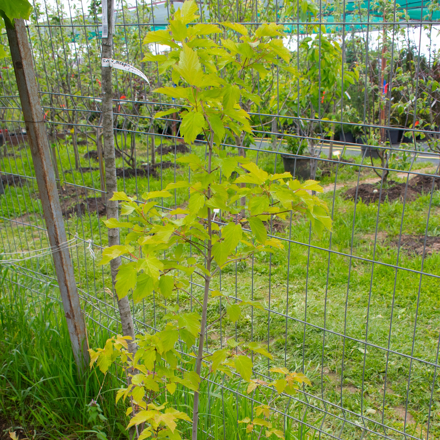 Клён татарский Ginnala