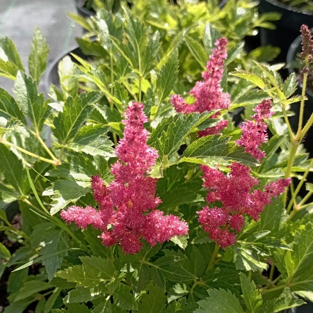 Астильба "Fireberry" (Файрберри)