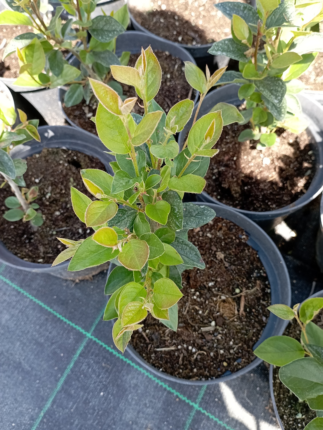 Кизильник  "Блестящий"