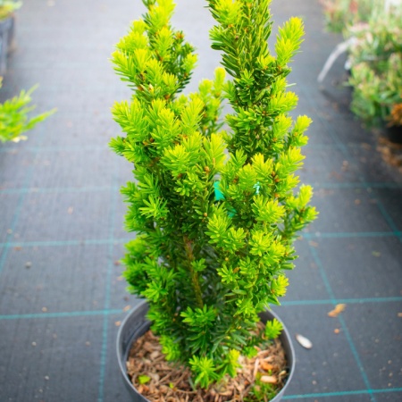 Тис Средний "Хиксии" / Taxus baccata "Hicksii"
