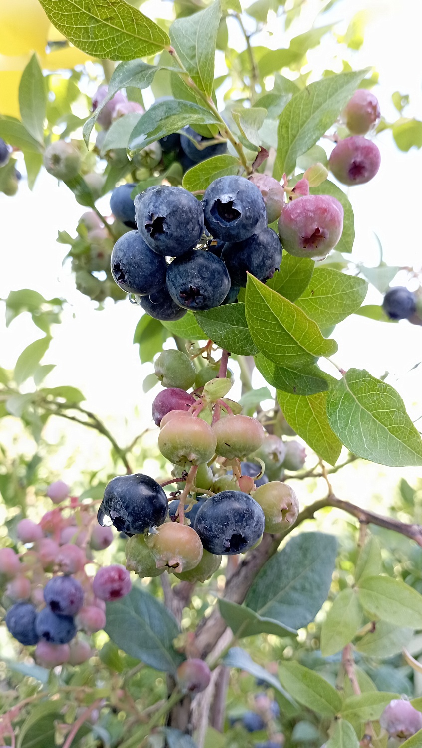 Голубика «Блюкроп»