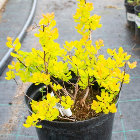 Спирея березолистная "Tor Gold"