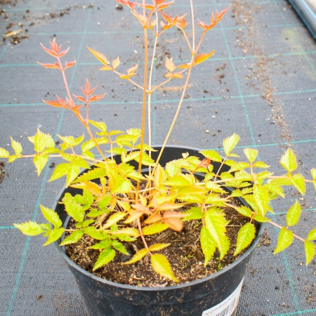 Астильба Давида 