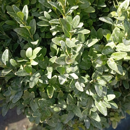 Самшит вечнозелёный