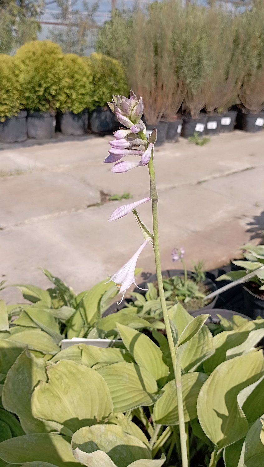 Хоста "Hyacinthina" (Гиацинтина)