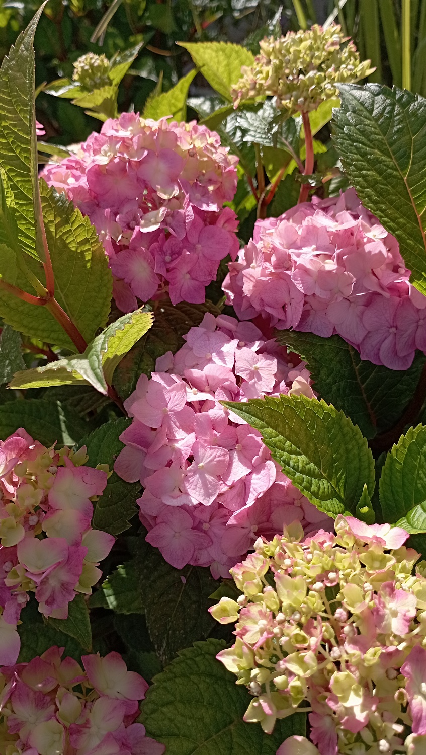 Гортензия крупнолистная "Endless Summer Bloomstar" (Эндлесс Саммер Блумстар)