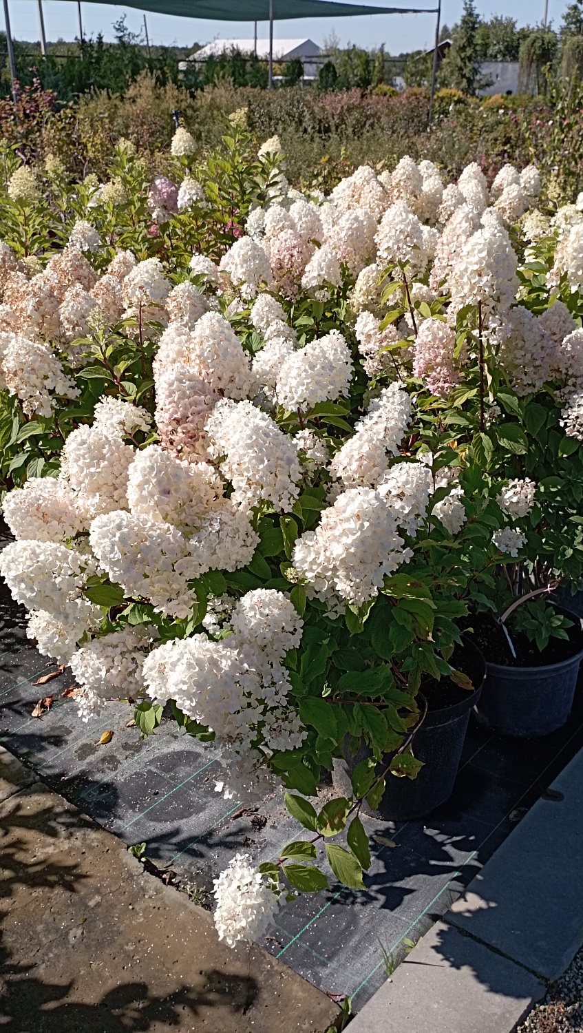 Гортензия метельчатая "Sugar Rush" (Шугар Раш)