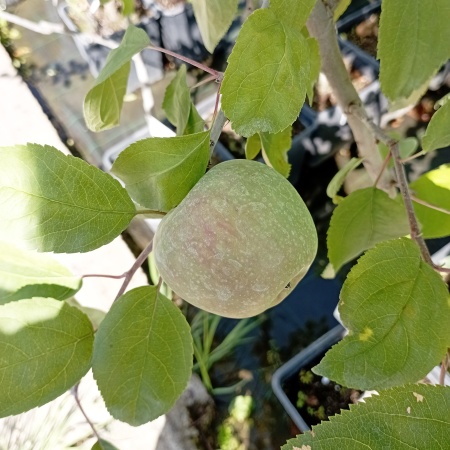 Яблоня "Ренет Симиренко"