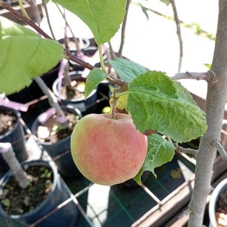 Яблоня зимняя Веньяминовское