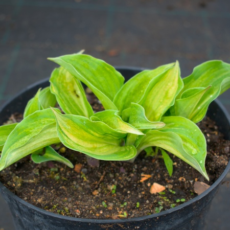 Хоста "Cherry Berry" (Черри Берри)