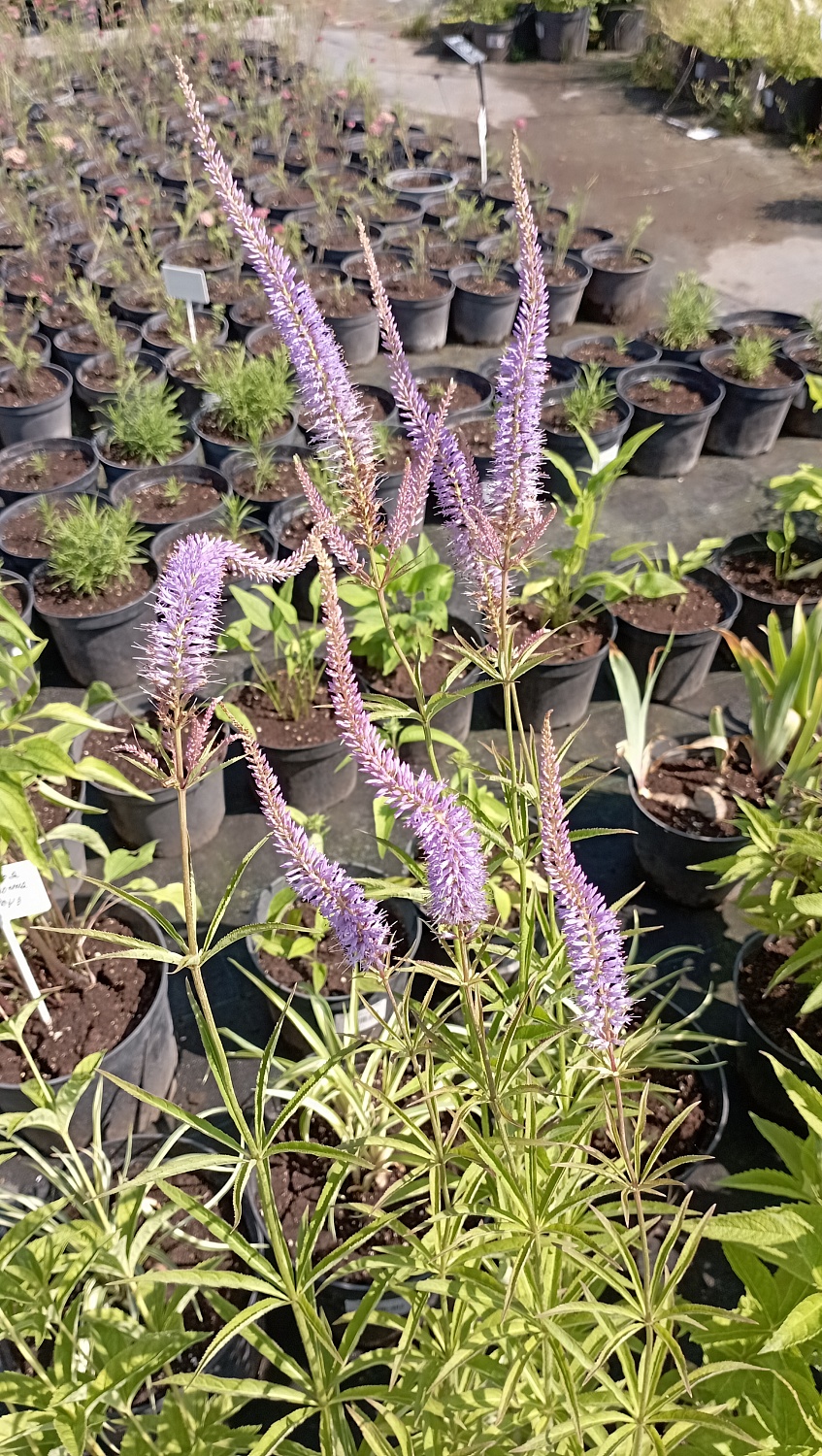 Вероникаструм виргинский (светло-сиреневый)