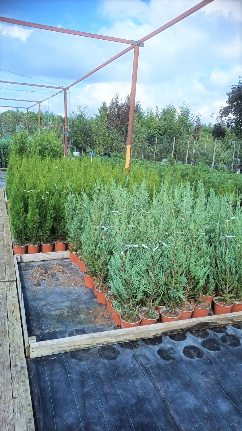 Новое поступление растений