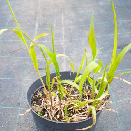 Бор развесистый