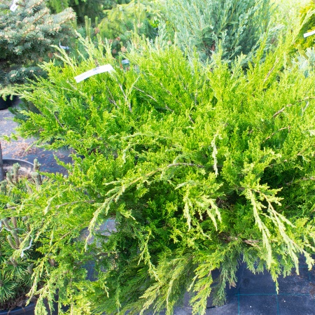 Можжевельник пфитцериана "Mint Julep"
