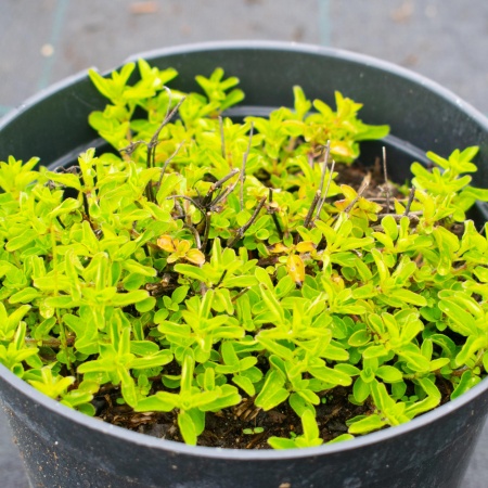 Душица "Hot and Spicy" (Хот энд Спайси)