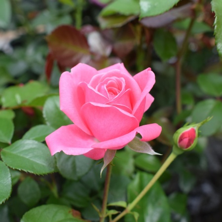 Роза флорибунда "Berleburg" ("Берлебург")