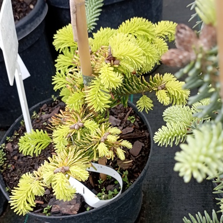 Пихта Нордмана "Golden Spreader"