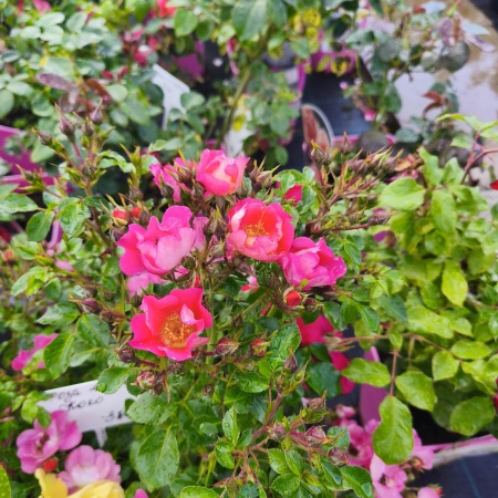 Роза чайно-гибридная Коко