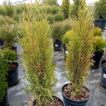 Туя западная "Totem"