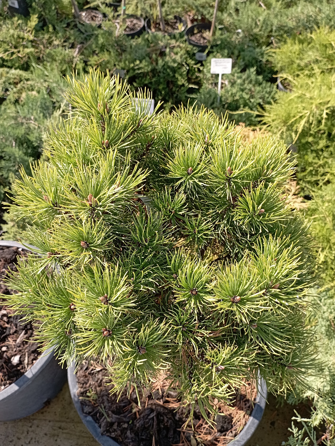 Сосна горная "Ophir"