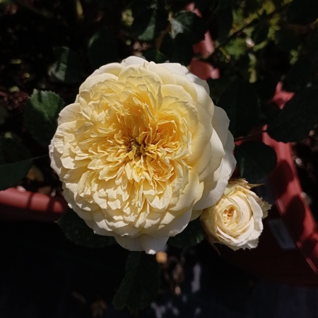 Роза английская "Зе Пилгрим" (The Pilgrim) 