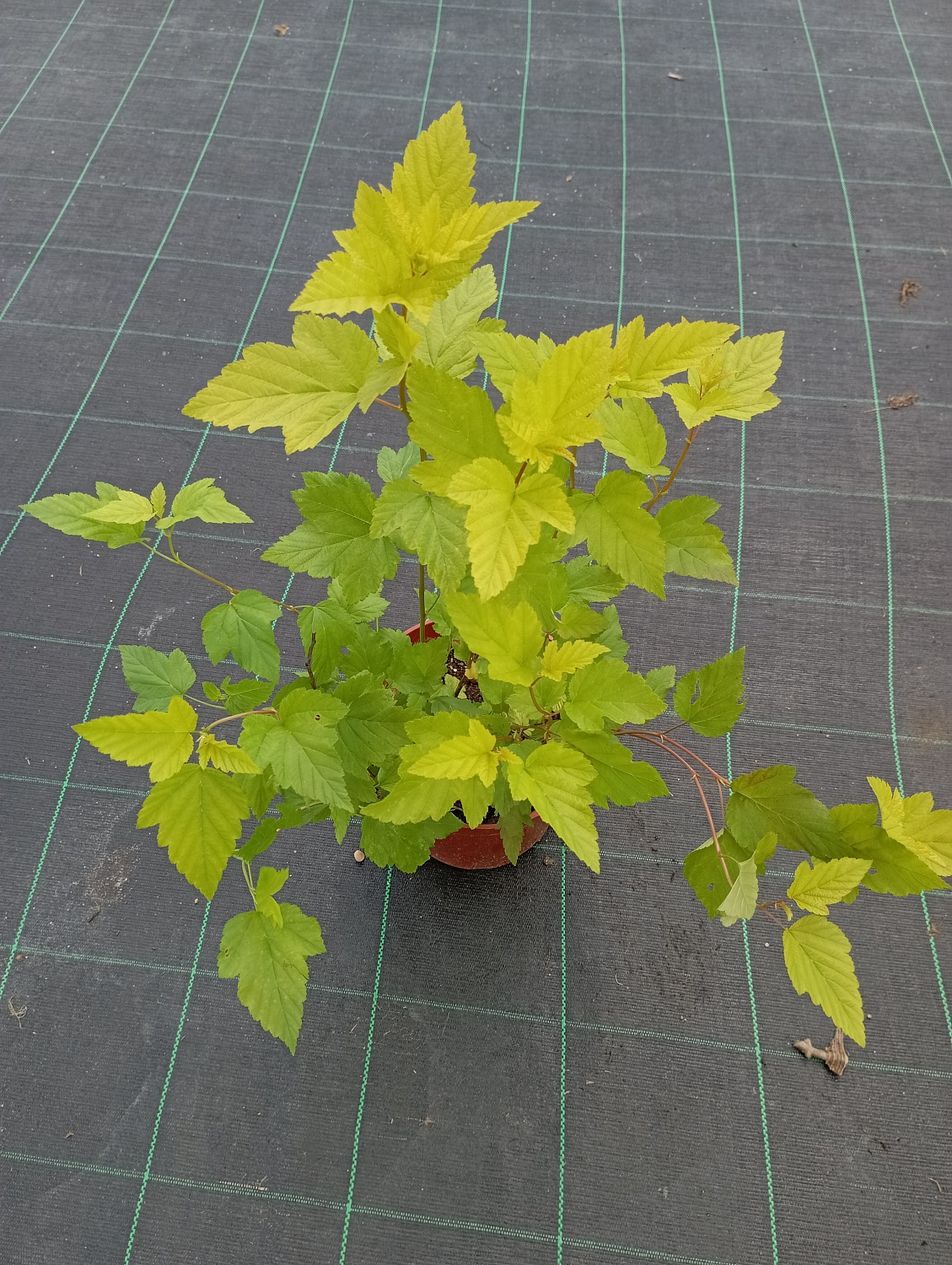 Пузыреплодник калинолистный "Angel Gold"